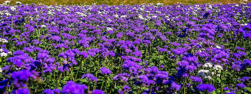 Eine Hochzeit in Violett