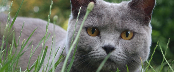 Meine süße Lissy BKH Katze in grau blau love her