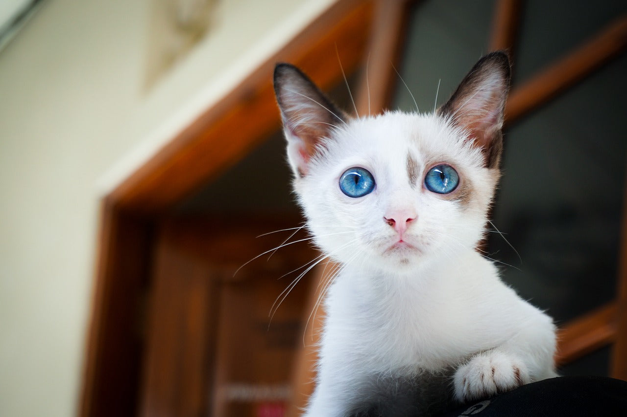 Katzen sind ein Glück für jedes zu Hause
