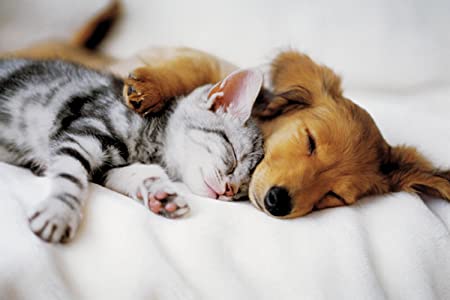 Übewurf mit Hund und Katze