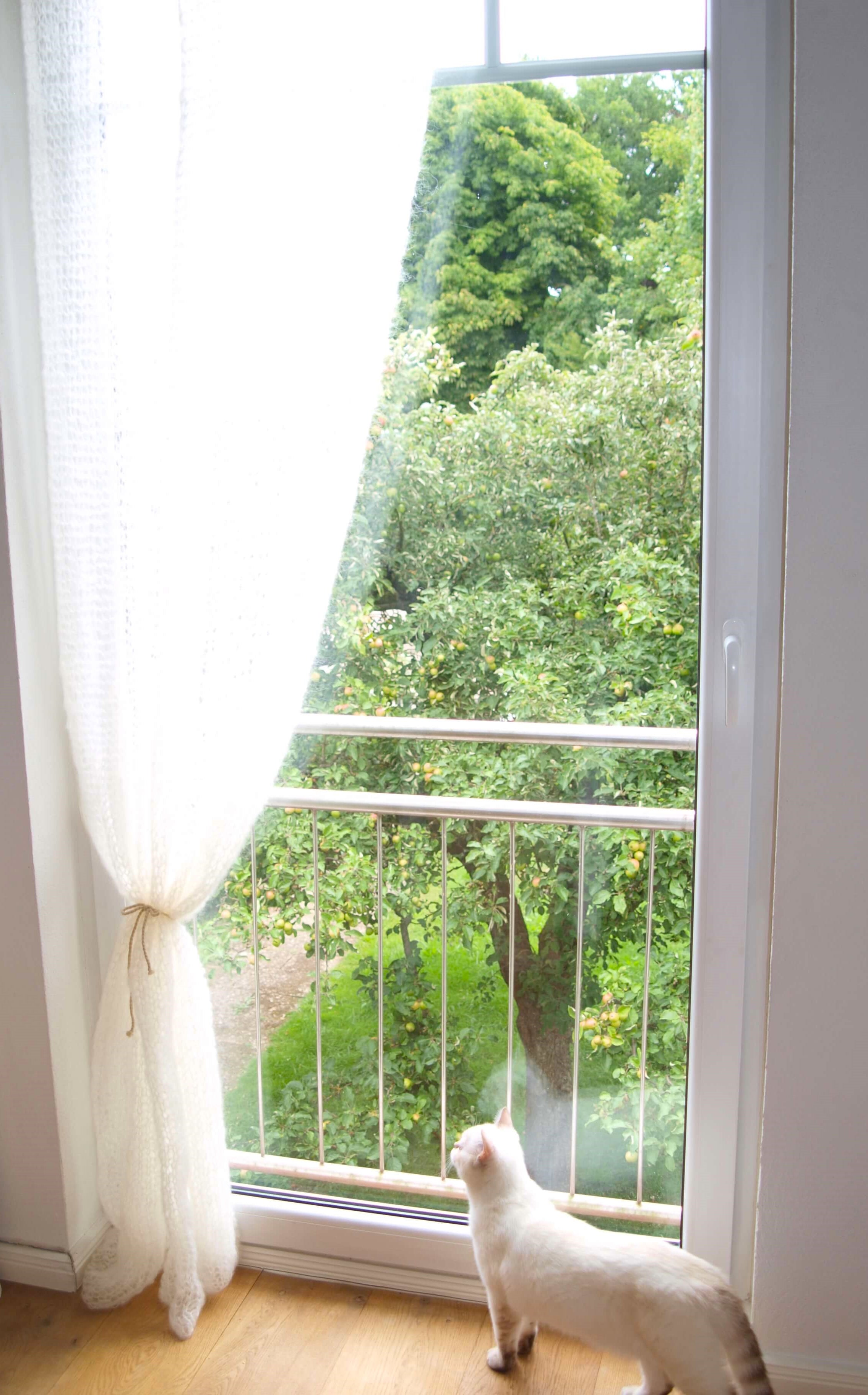cat at the window curtain