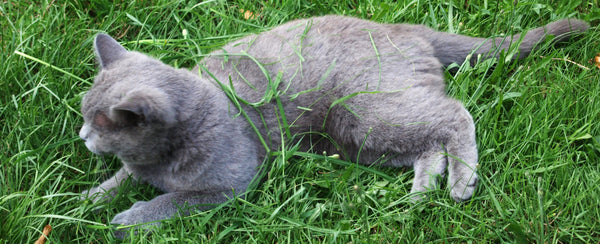 Stricken für Katzen Schals und Jacken von Beemohr