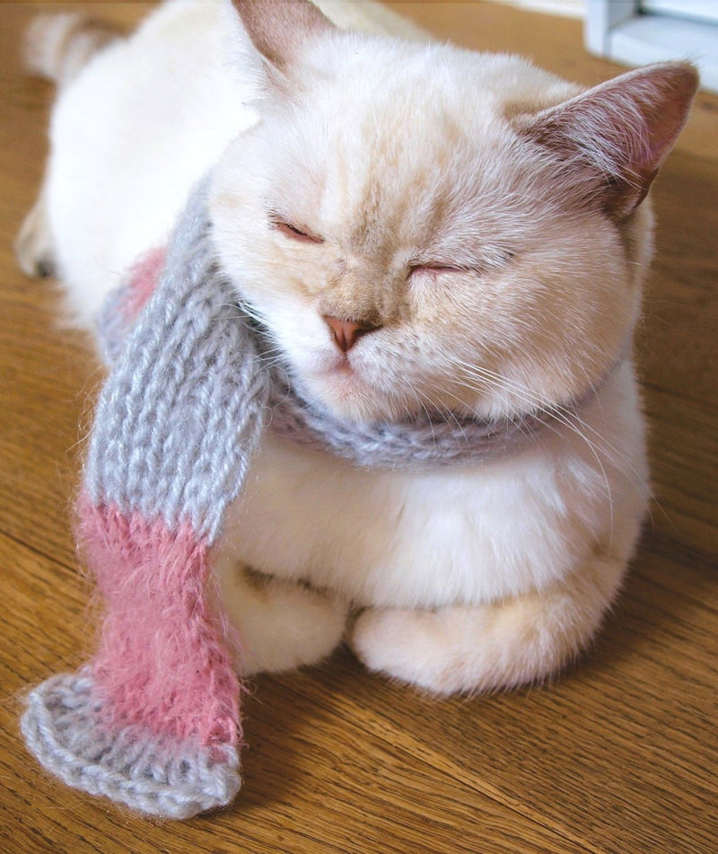 Stricken Schal für Katzen bei Beemohr