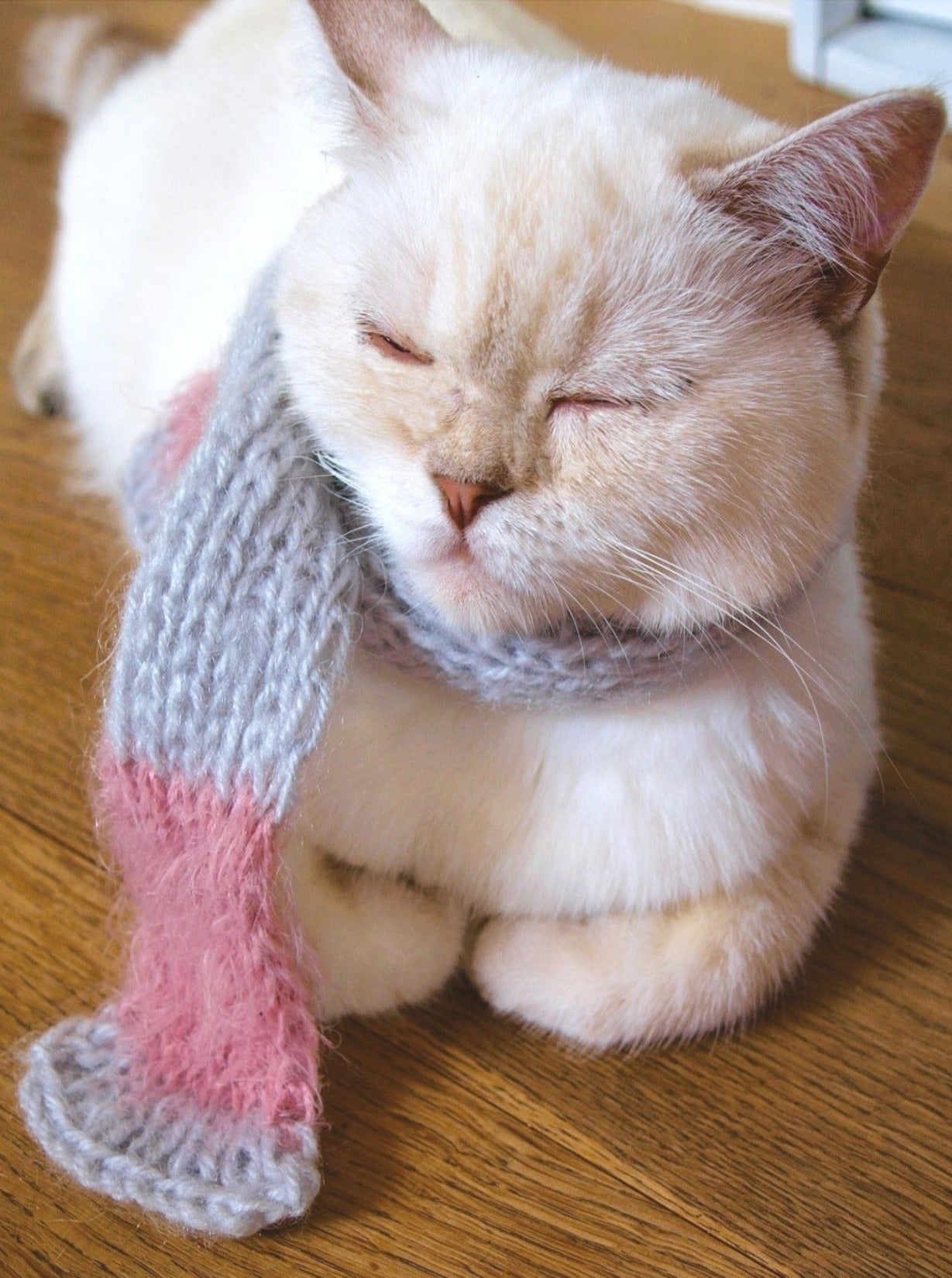 Katzenschal für deinen Stubentiger gestrickt
