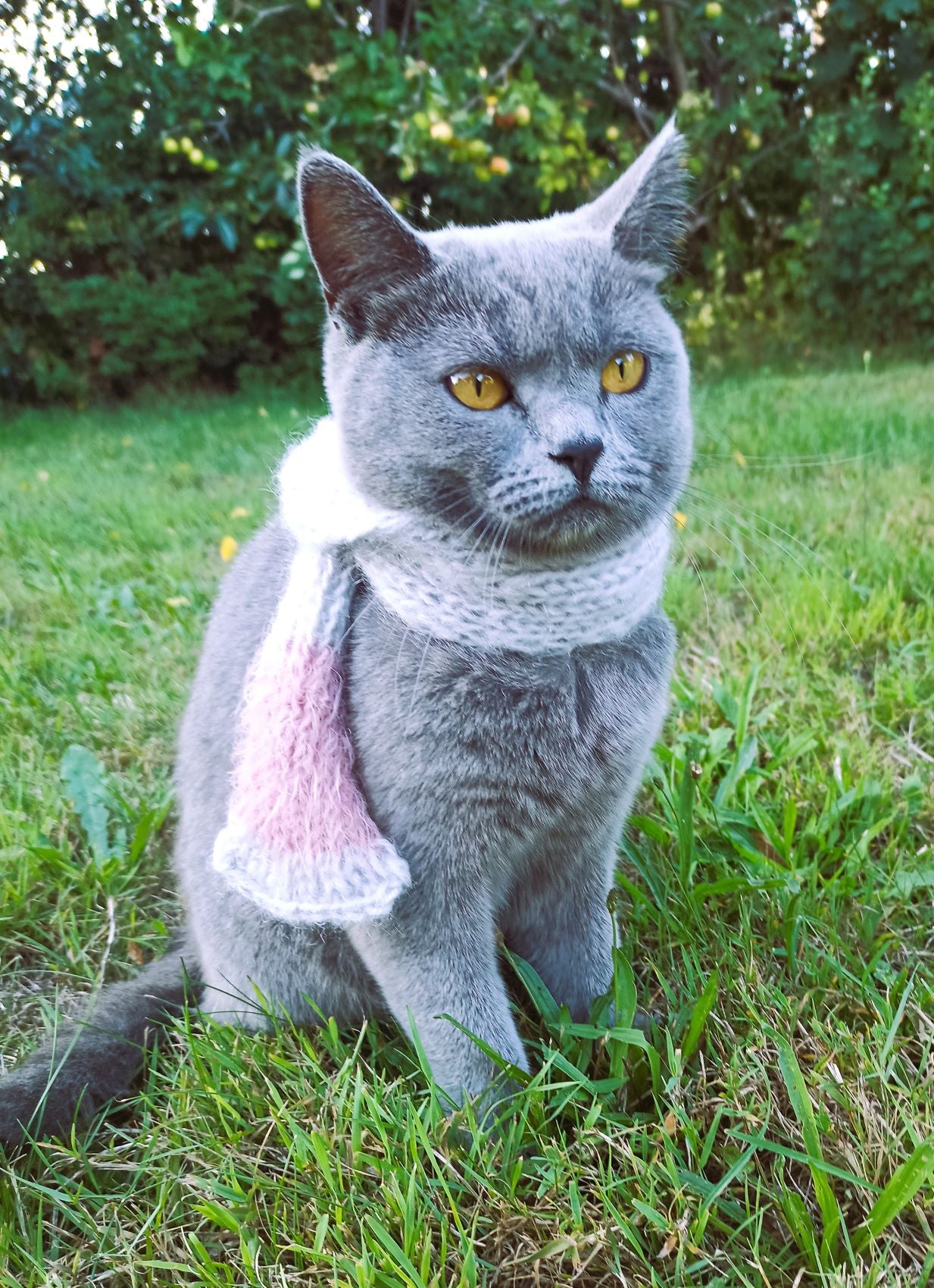 Katzenaccessoires bei Beemohr online bestellen