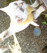 Schal gestrickt für Katzen von Beemohr